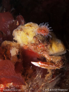 King crab? :-)) Graceful decorator crab, Oregonia gracili... by Bea & Stef Primatesta 